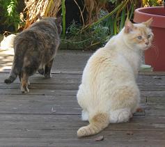 Not this guy again...