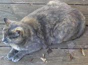 If I ignore you, you'll go away