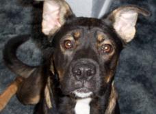 Oh, you wanted me to STAY in the yard?