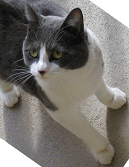 My friendly neighbor