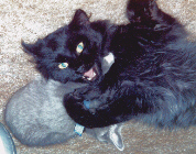 It's about TIME we got some attention on the web!