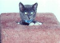 Hello, so pleased to make your acquaintance...