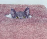 You can't see me--I'm HIDING