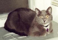 Whose idea was it to let a DOG in here??